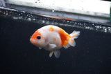 Baby Ranchu  Sakura 3 Inch (ID#1231R9c-26) Free2Day SHIPPING