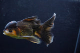 Thai Oranda  Tricolor 5.5 Inch (ID#924To2b-92) Free2Day SHIPPING