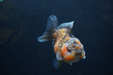 Yuan Bao Oranda  Calico 4 Inch (ID#1227Yb10b-66) Free2Day SHIPPING