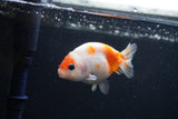 Baby Ranchu  Sakura 3 Inch (ID#1231R9c-26) Free2Day SHIPPING