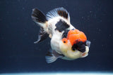 Short Body Thai Oranda  Tricolor 4.5 Inch (ID#830To14a-77). Please see notes