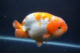 Jumbo Ranchu  Red White 5.5 Inch (ID#1008To10a-110)