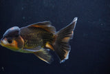 Thai Oranda  Tricolor 5.5 Inch (ID#924To2b-92) Free2Day SHIPPING