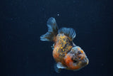 Yuan Bao Oranda  Calico 4 Inch (ID#1227Yb10b-66) Free2Day SHIPPING