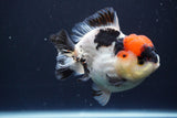 Short Body Thai Oranda  Tricolor 4.5 Inch (ID#830To14a-77). Please see notes