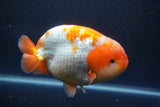 Jumbo Ranchu  Red White 5.5 Inch (ID#1008To10a-110)