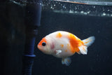 Baby Ranchu  Sakura 3 Inch (ID#1231R9c-26) Free2Day SHIPPING