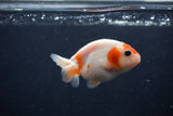 Baby Ranchu  Sakura 3 Inch (ID#1231R9c-26) Free2Day SHIPPING