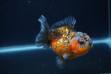 Yuan Bao Oranda  Calico 4 Inch (ID#1227Yb10b-66) Free2Day SHIPPING