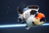 Short Body Thai Oranda  Tricolor 4.5 Inch (ID#830To14a-77). Please see notes