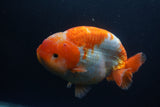 Jumbo Ranchu  Red White 5.5 Inch (ID#1008To10a-110)