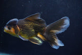 Thai Oranda  Tricolor 5.5 Inch (ID#924To2b-92) Free2Day SHIPPING