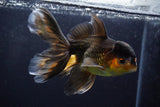 Thai Oranda  Tricolor 5.5 Inch (ID#924To2b-92) Free2Day SHIPPING