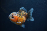 Yuan Bao Oranda  Calico 4 Inch (ID#1227Yb10b-66) Free2Day SHIPPING