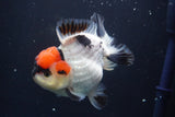 Short Body Thai Oranda  Tricolor 4.5 Inch (ID#830To14a-77). Please see notes