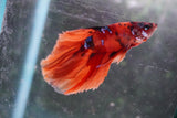 Nemo Galaxy  Koi Halfmoon Male Betta (ID#801-M112) Free2Day SHIPPING