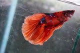 Nemo Galaxy  Koi Halfmoon Male Betta (ID#801-M112) Free2Day SHIPPING