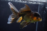 Thai Oranda  Tricolor 5.5 Inch (ID#924To2b-92) Free2Day SHIPPING