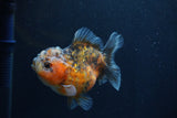 Yuan Bao Oranda  Calico 4 Inch (ID#1227Yb10b-66) Free2Day SHIPPING