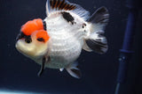 Short Body Thai Oranda  Tricolor 4.5 Inch (ID#830To14a-77). Please see notes