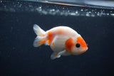 Baby Ranchu  Sakura 3 Inch (ID#1231R9c-26) Free2Day SHIPPING