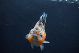 Yuan Bao Oranda  Calico 4 Inch (ID#1227Yb10b-66) Free2Day SHIPPING