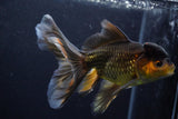 Thai Oranda  Tricolor 5.5 Inch (ID#924To2b-92) Free2Day SHIPPING