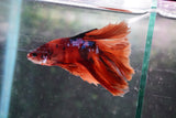 Nemo Galaxy  Koi Halfmoon Male Betta (ID#801-M112) Free2Day SHIPPING