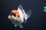 Short Body Thai Oranda  Tricolor 4.5 Inch (ID#830To14a-77). Please see notes