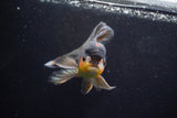 Thai Oranda  Tricolor 5.5 Inch (ID#924To2b-92) Free2Day SHIPPING