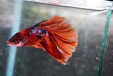 Nemo Galaxy  Koi Halfmoon Male Betta (ID#801-M112) Free2Day SHIPPING