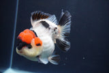 Short Body Thai Oranda  Tricolor 4.5 Inch (ID#830To14a-77). Please see notes