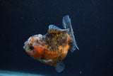 Yuan Bao Oranda  Calico 4 Inch (ID#1227Yb10b-66) Free2Day SHIPPING