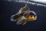 Thai Oranda  Tricolor 5.5 Inch (ID#924To2b-92) Free2Day SHIPPING