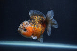 Yuan Bao Oranda  Calico 4 Inch (ID#1227Yb10b-66) Free2Day SHIPPING