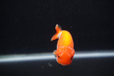 Baby Ranchu  Red White 3 Inch (ID#1231R9c-27) Free2Day SHIPPING