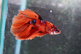 Nemo Galaxy  Koi Halfmoon Male Betta (ID#801-M112) Free2Day SHIPPING