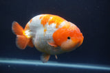 Jumbo Ranchu  Red White 5.5 Inch (ID#1008To10a-110)