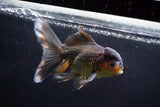 Thai Oranda  Tricolor 5.5 Inch (ID#924To2b-92) Free2Day SHIPPING