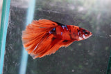 Nemo Galaxy  Koi Halfmoon Male Betta (ID#801-M112) Free2Day SHIPPING