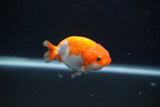 Baby Ranchu  Red White 3 Inch (ID#1231R9c-27) Free2Day SHIPPING