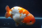 Jumbo Ranchu  Red White 5.5 Inch (ID#1008To10a-110)