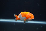 Baby Ranchu  Red White 3 Inch (ID#1231R9c-27) Free2Day SHIPPING