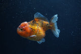 Yuan Bao Oranda  Calico 3.5 Inch (ID#1227Yb10b-67) Free2Day SHIPPING