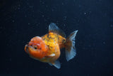 Yuan Bao Oranda  Calico 3.5 Inch (ID#1227Yb10b-67) Free2Day SHIPPING