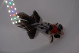 Butterfly  Calico 3.5 Inch (ID#1220B8b-40) Free2Day SHIPPING