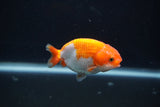 Baby Ranchu  Red White 3 Inch (ID#1231R9c-27) Free2Day SHIPPING