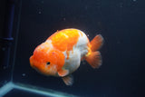 Jumbo Ranchu  Red White 5.5 Inch (ID#1008To10a-110)