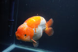 Jumbo Ranchu  Red White 5.5 Inch (ID#1008To10a-110)