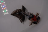 Butterfly  Calico 3.5 Inch (ID#1220B8b-40) Free2Day SHIPPING